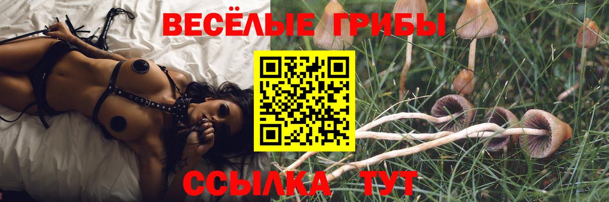 Псилоцибиновые грибы Psilocybe Шатура